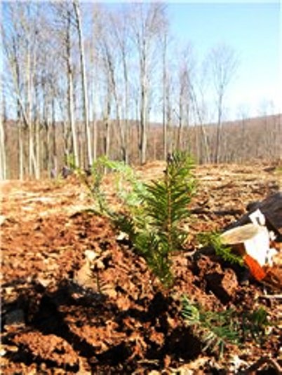 На Іршавщині чиновники та школярі висадили 3 га лісу