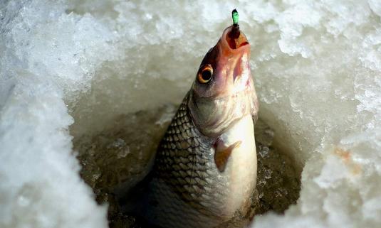 На Виноградівщині затримали браконьєра з 1,5 кг живої риби (ВІДЕО)