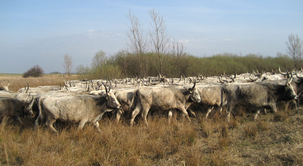 На Берегівщині взялися відроджувати поголів’я корів угорської породи (ФОТО)