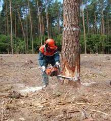 На Іршавщині на лісоруба впав стовбур дерева