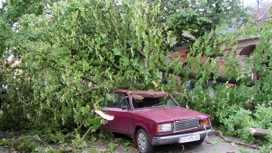 В Ужгороді старі дерева впали на пенсіонерку та "Жигулі" (ДОПОВНЕНО)