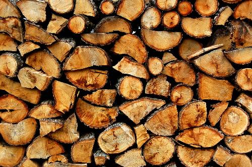 За вирубку дерев на держкордоні у Виноградівському районі порушено кримінальну справу