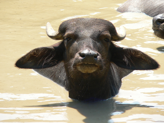 Porsche Finance Group профінансує утримання закарпатських буйволів