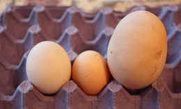 На Закарпатті курка знесла яйце вагою у 204 грами