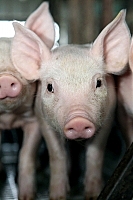На Мукачівщині зі свиноферми викрали 36 поросят 