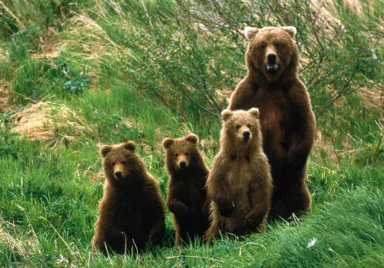 На Міжгірщині ведмедиця з ведмежатами полюють на свійських тварин