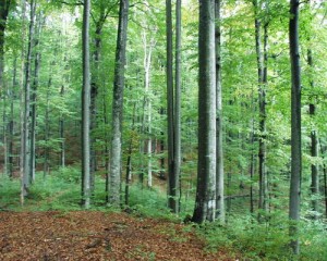На Воловеччині створять лісовий заказник «Привододільний»