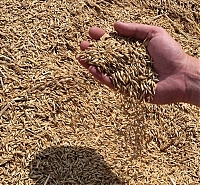 Закарпаття зібрало найменший урожай зерна в Україні