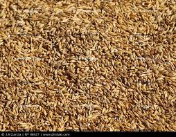 На Закарпатті начальник зерносховища зіпсував 101 тонну зерна