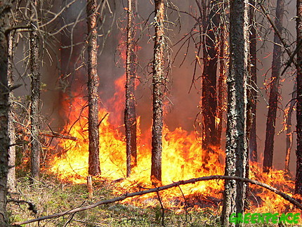 Внаслідок "губернаторського" полювання на Закарпатті згоріло 40 га лісу