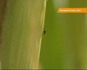 Закордонний жук закриває закарпатські поля на карантин (ВІДЕО)