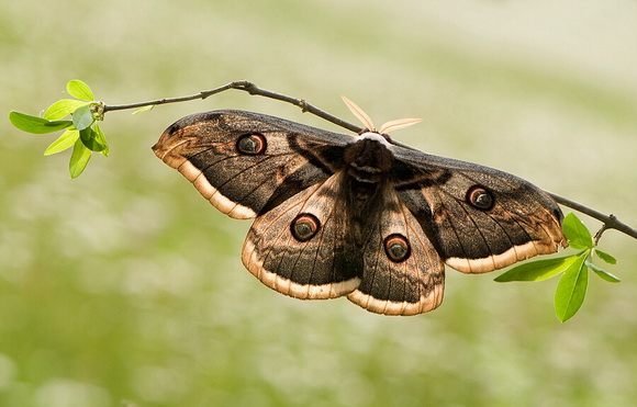 На Закарпатті живе найбільший нічний метелик Європи