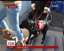 В Ужгороді зʼявиться перший в Україні центр підготовки собак-поводирів