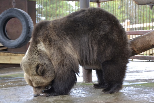 У закарпатському центрі бурих ведмедів в з’явилася 12-та мешканка (ФОТО, ВІДЕО)