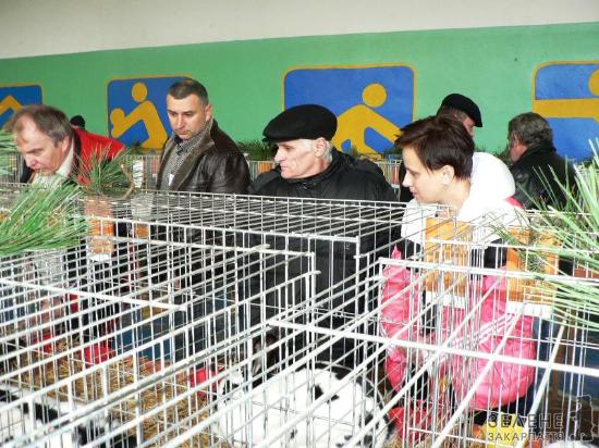 В Ужгороді відбулася виставка кролів (ФОТО)