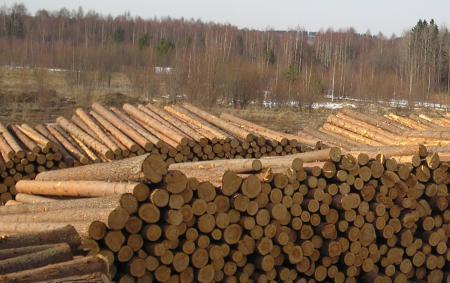 Закарпатські "лісові" чиновники кажуть, що твердження про надмірний експорт лісу-кругляка є безпідставним