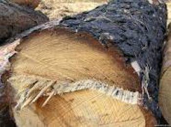Незаконні рубки лісу на Закарпатті завдали 4 млн грн збитків державі