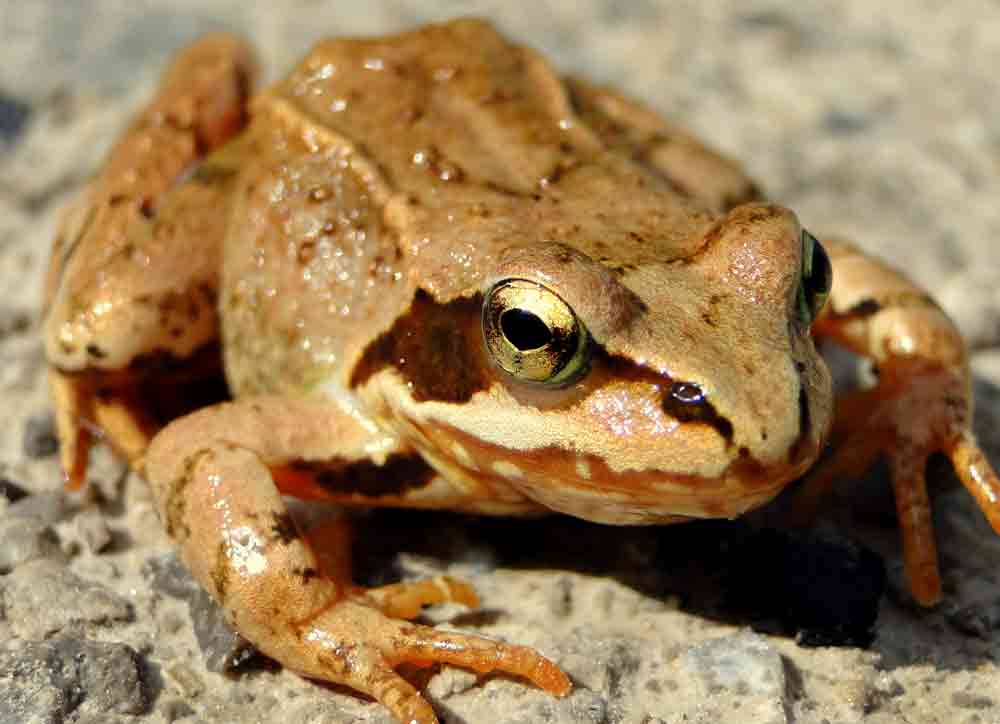 Закарпатські держекологи не дають закарпатцям їсти жаб