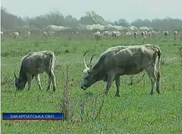 Останній припис ветеринари писали власникам угорських корів восени - ІНТЕР (ВІДЕО)