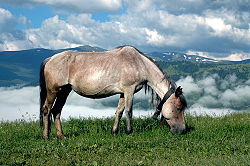 Житель Тячівщини вкрав коня в Ільниці на Іршавщині