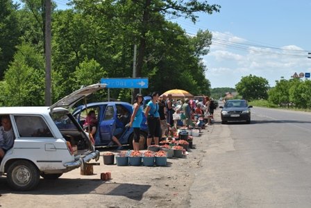 На Виноградівщині полуницю продають вздовж доріг (ФОТО)