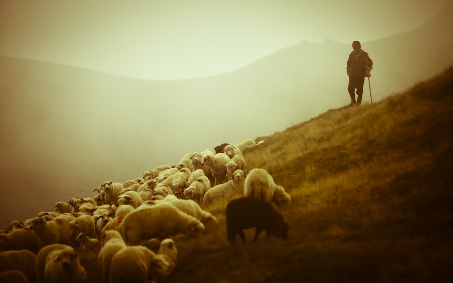 У Рахові відбудуться святкування виходу вівчарів на полонини та «Карпатський Редик-2013»