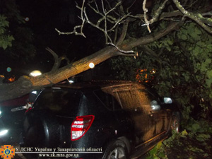 В Ужгороді дерево впало на Toyota RAV (ФОТО)