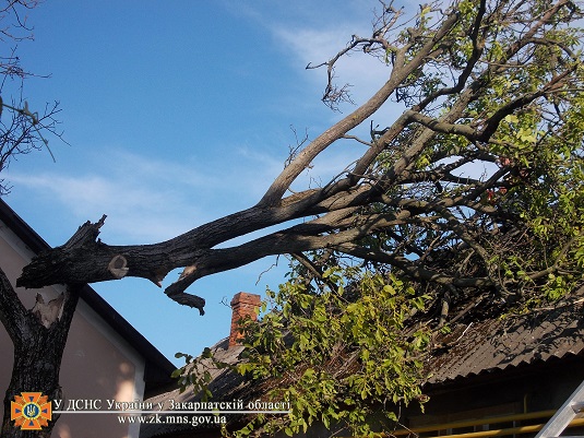 Учора в Ужгороді впали два дерева - на дорогу і дах будинку (ФОТО)
