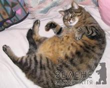 Закарпатські коти дедалі частіше хворіють на ожиріння