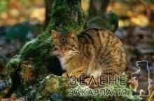 Закарпатські водії ганяють по біотопах, вбиваючи лісових котів