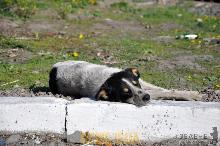 «4 лапи» в Ужгороді розпочинають роботу по відлову і стерилізації собак