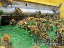 Закарпатські бджолярі святкують День пасічника