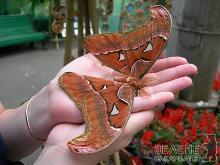 До Ужгорода “прилетить” найбільший нічний метелик світу