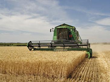 Цьогоріч врожайність зернових на Закарпатті зросла на 2 центнери з гектару