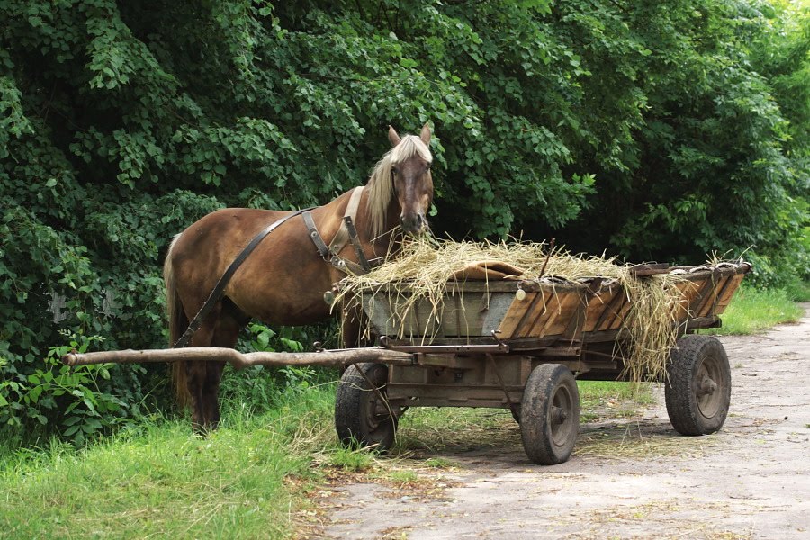 На Іршавщині у пенсіонера вкрали коня з підводою