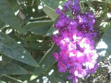 У Ботанічному саду УжНУ цвіте «магніт для метеликів»