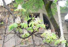 В Ужгороді цвітуть каштани (ФОТО)