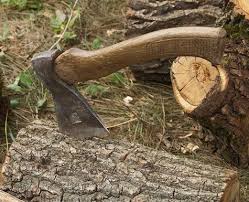 Воловецьке лісове господарство незаконно "нарубало дерев" на 81 тис грн