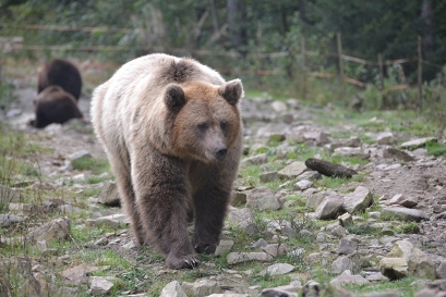 У центрі реабілітації бурих ведмедів на Закарпатті планують спорудити візит-центр та прокласти асфальтовану дорогу