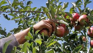 Тячівці збиратимуть яблука у рамках благодійної акції на підтримку військових