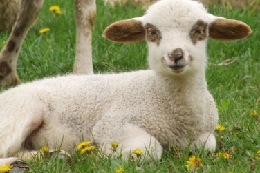 Закарпаття займає другу після Одещини позицію за показником утримання овець