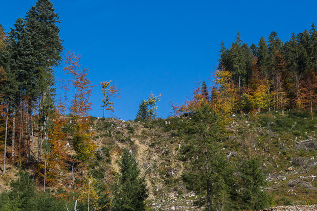 Очільник Закарпатської ОДА прокоментував ситуацію в лісовій галузі області (ФОТО)