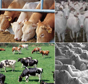 На Закарпатті стало більше худоби і свиней