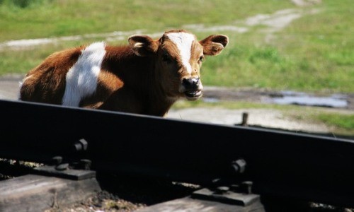 На Закарпатті вантажний потяг збив корову