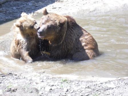 Закарпатські "реабілітовані" ведмеді прокинулися, купаються і багато гуляють