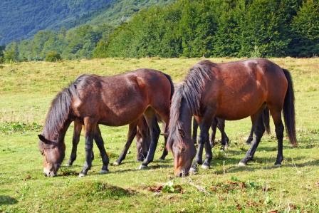 Закарпатський розплідник гуцульських коней підрихтують на 5,5 мільйонів
