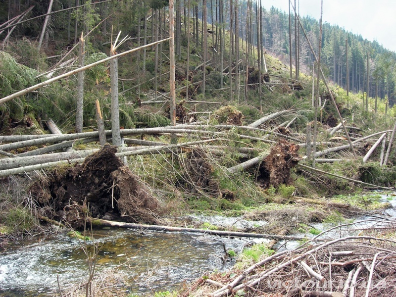 На Закарпатті буревієм пошкоджено 5341 га лісів