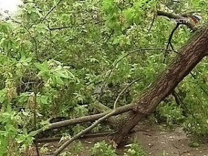 У Рахові від падіння дерева постраждала літня кухня, а в Ужгороді дерева падали одразу 3-х вулицях