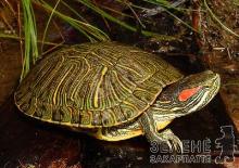 У фауні Закарпаття може з’явитися ще один вид черепахи – червоновуха прісноводна
