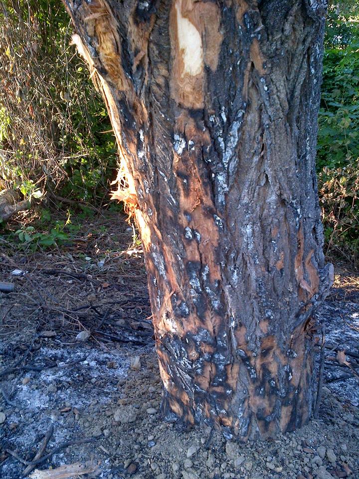 В Ужгороді, спалюючи сухостій на набережній, пошкодили дерева (ФОТО)